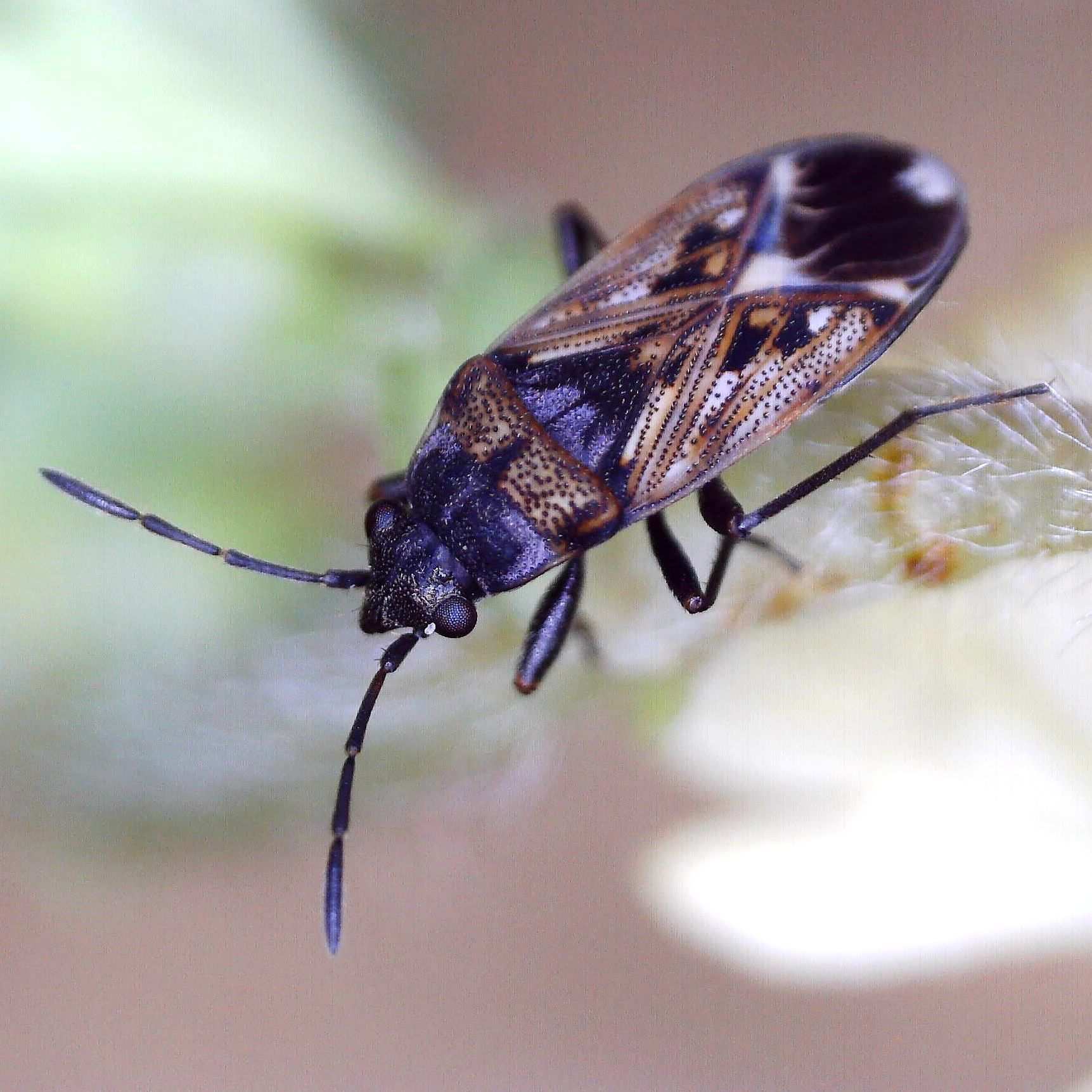 Peritrechus lundii
