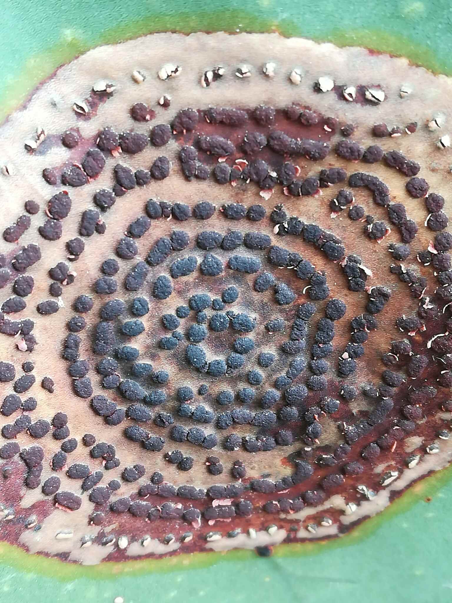 Colletotrichum coccodes