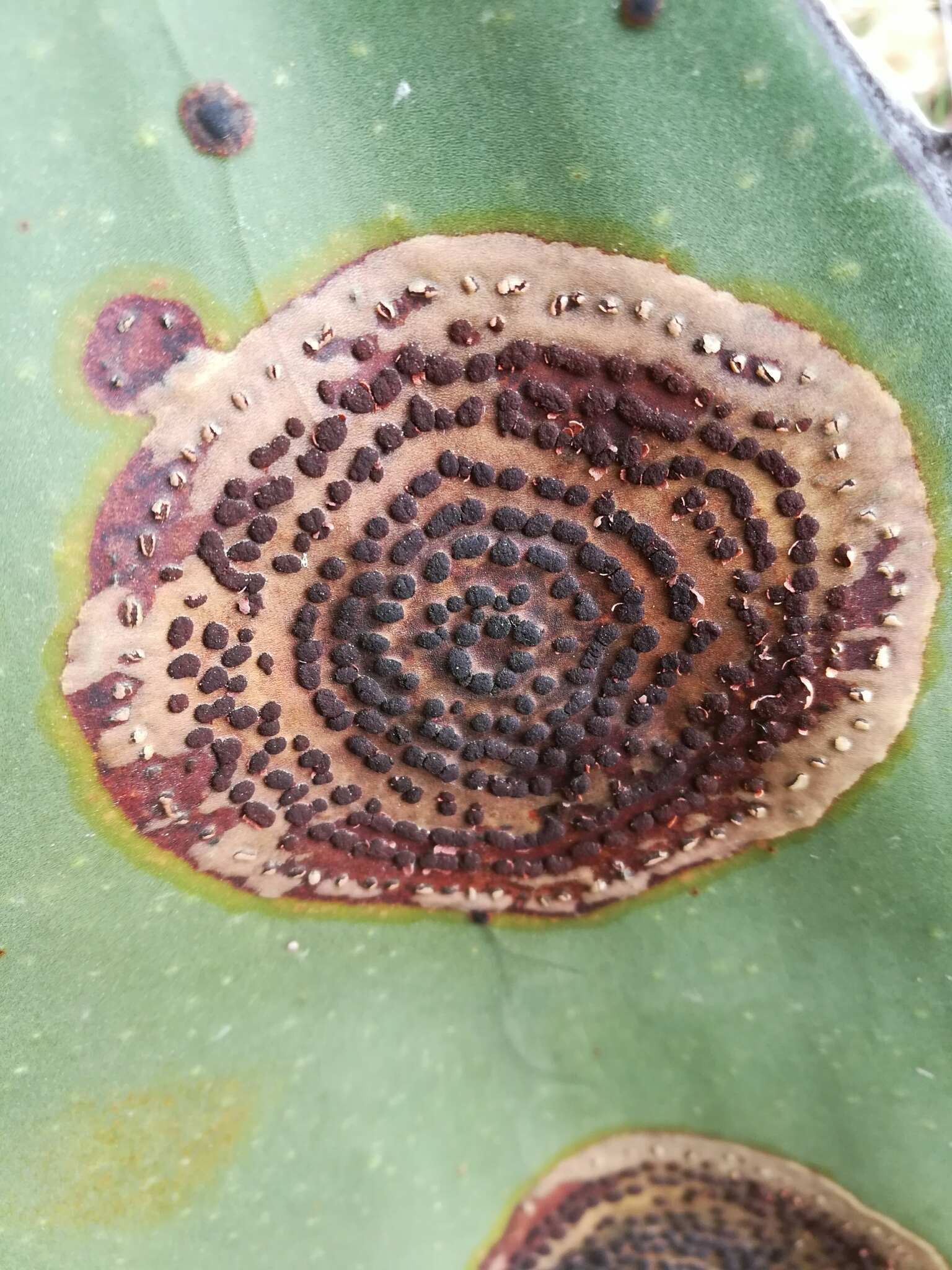 Colletotrichum coccodes