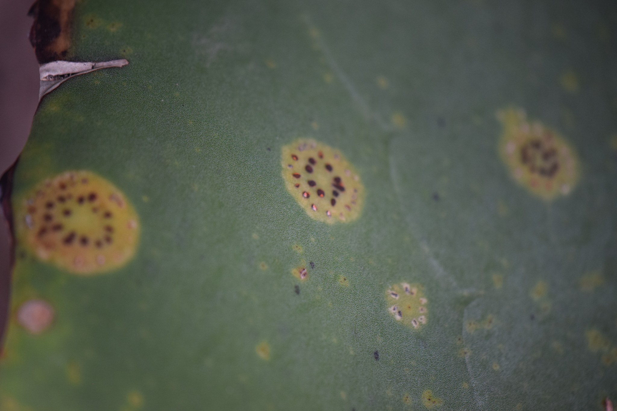 Colletotrichum coccodes