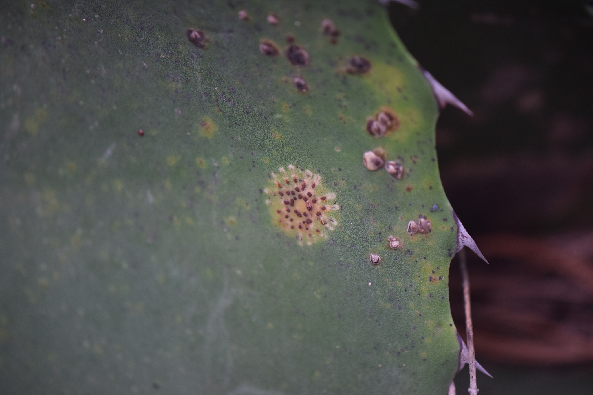 Colletotrichum coccodes