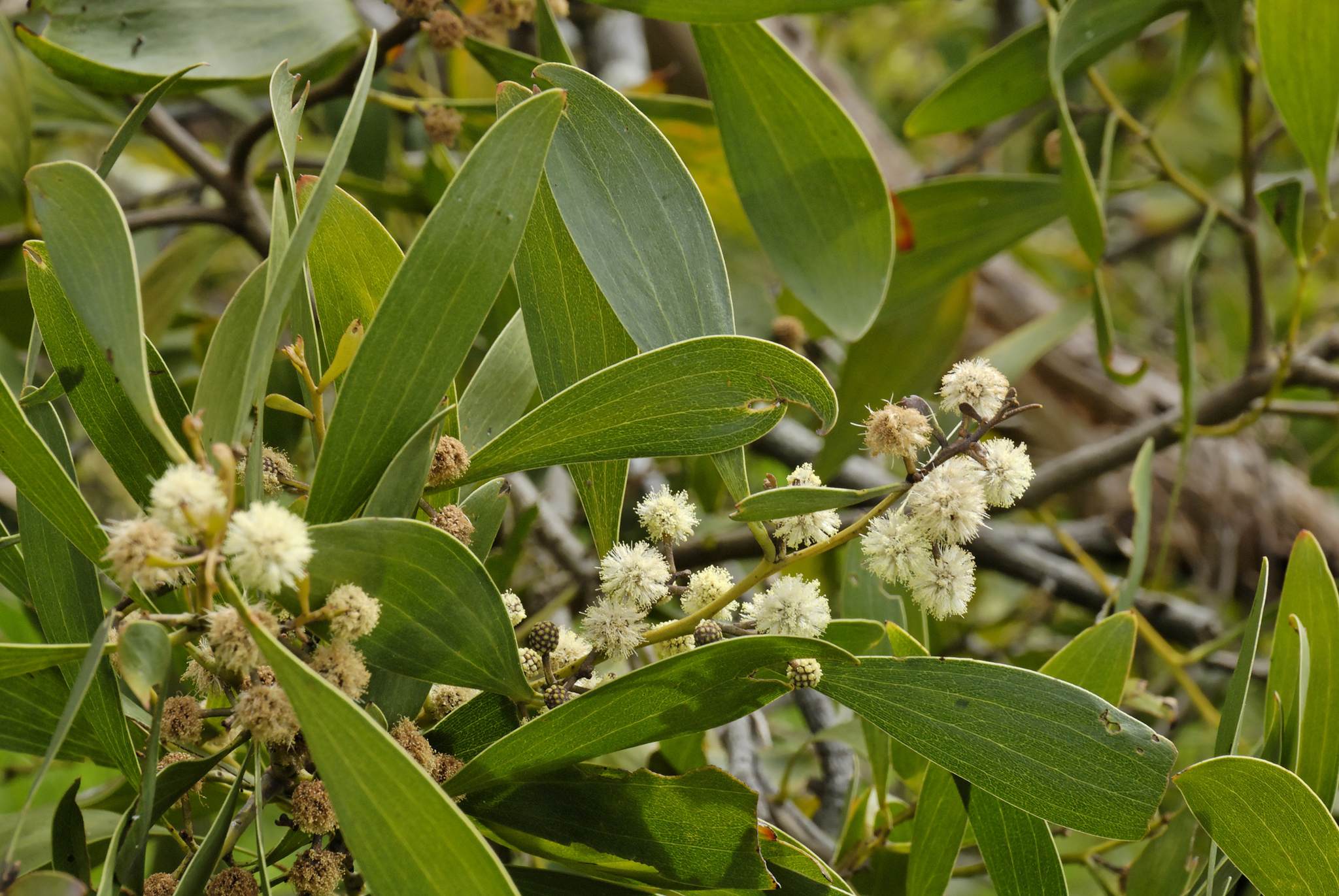 Acacia melanoxylon