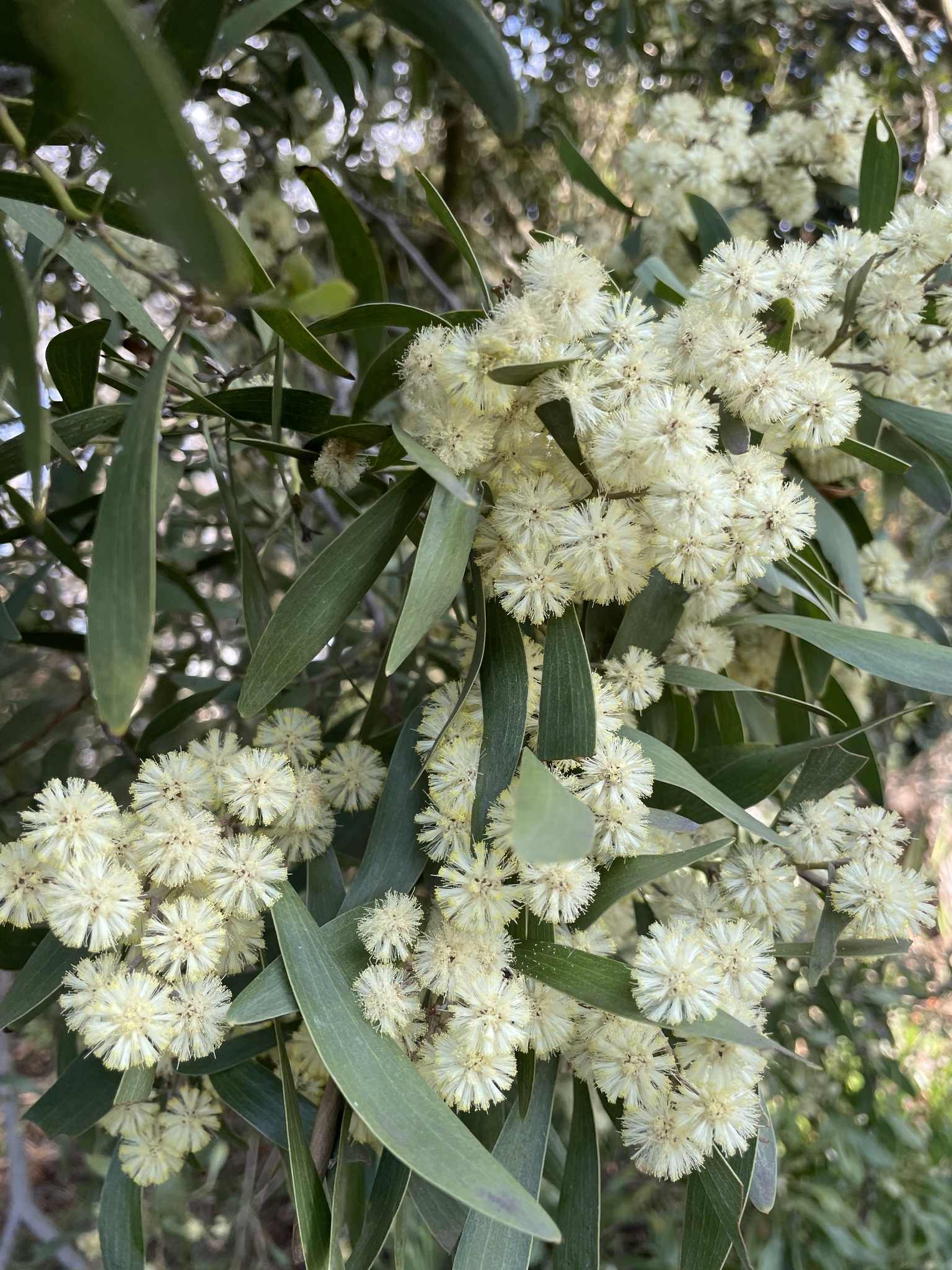 Acacia melanoxylon