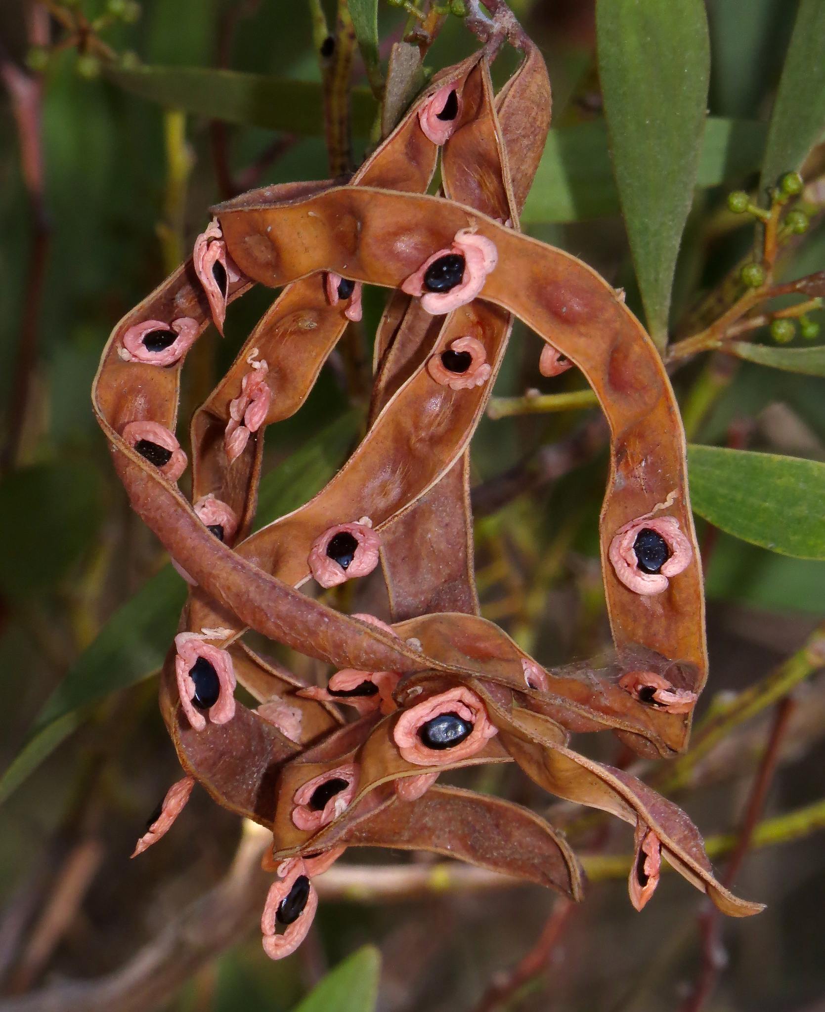 Acacia melanoxylon