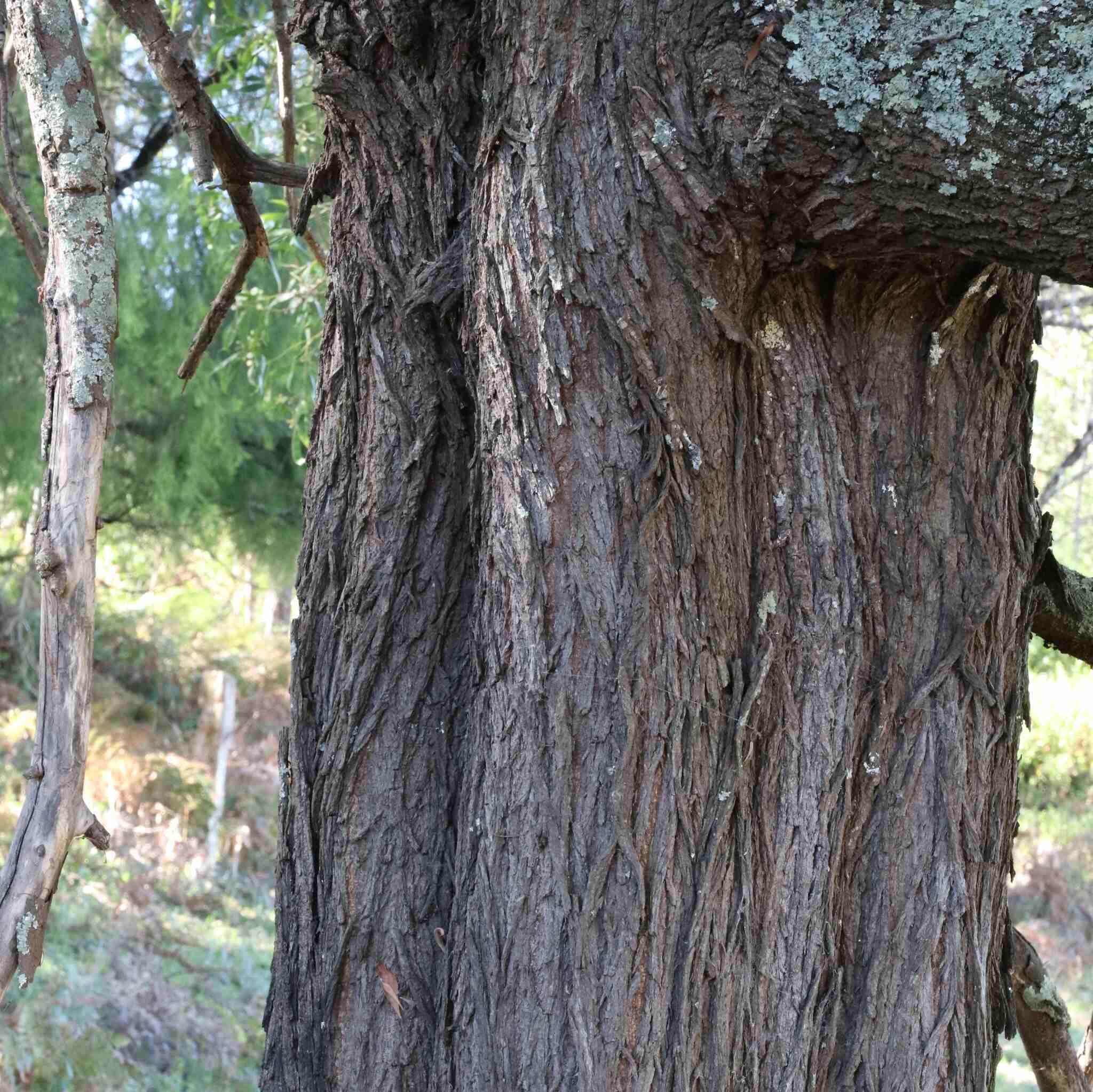 Acacia melanoxylon