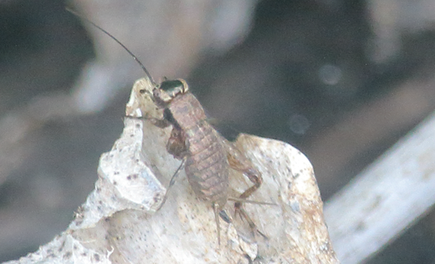 Hygronemobius