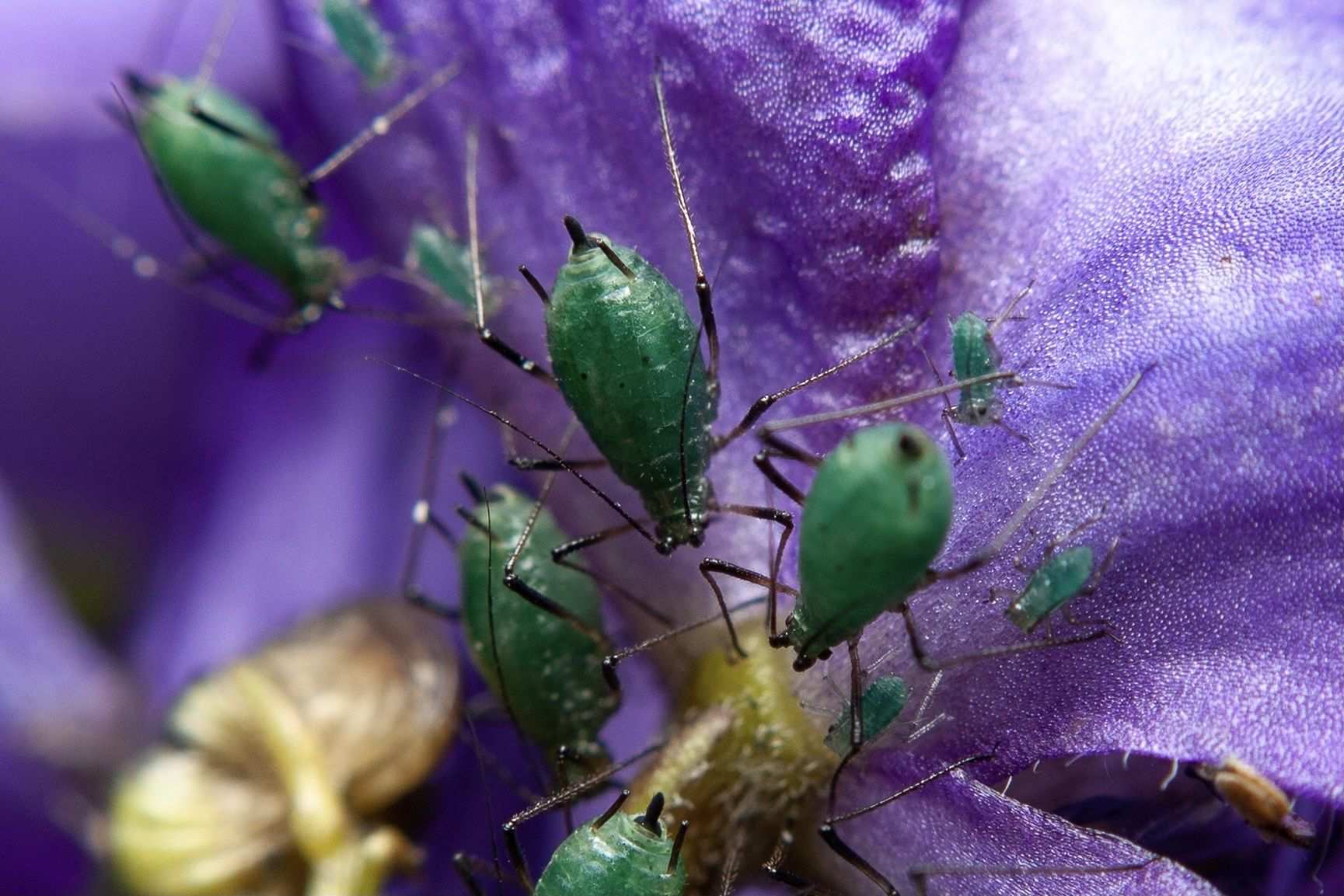 Delphiniobium