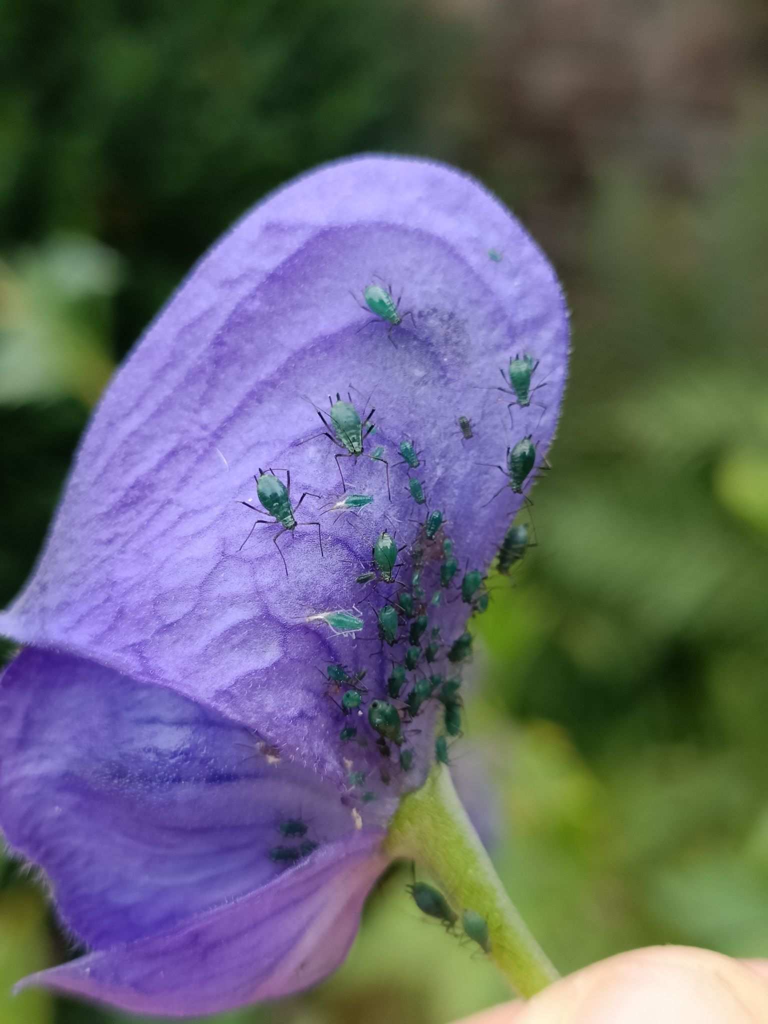 Delphiniobium