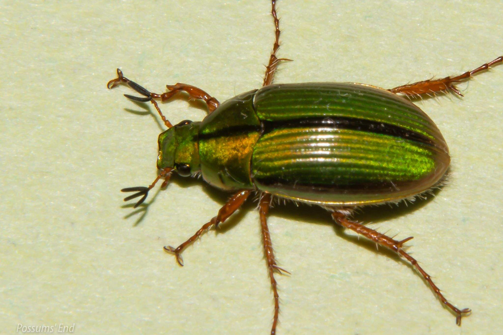 Pyronota