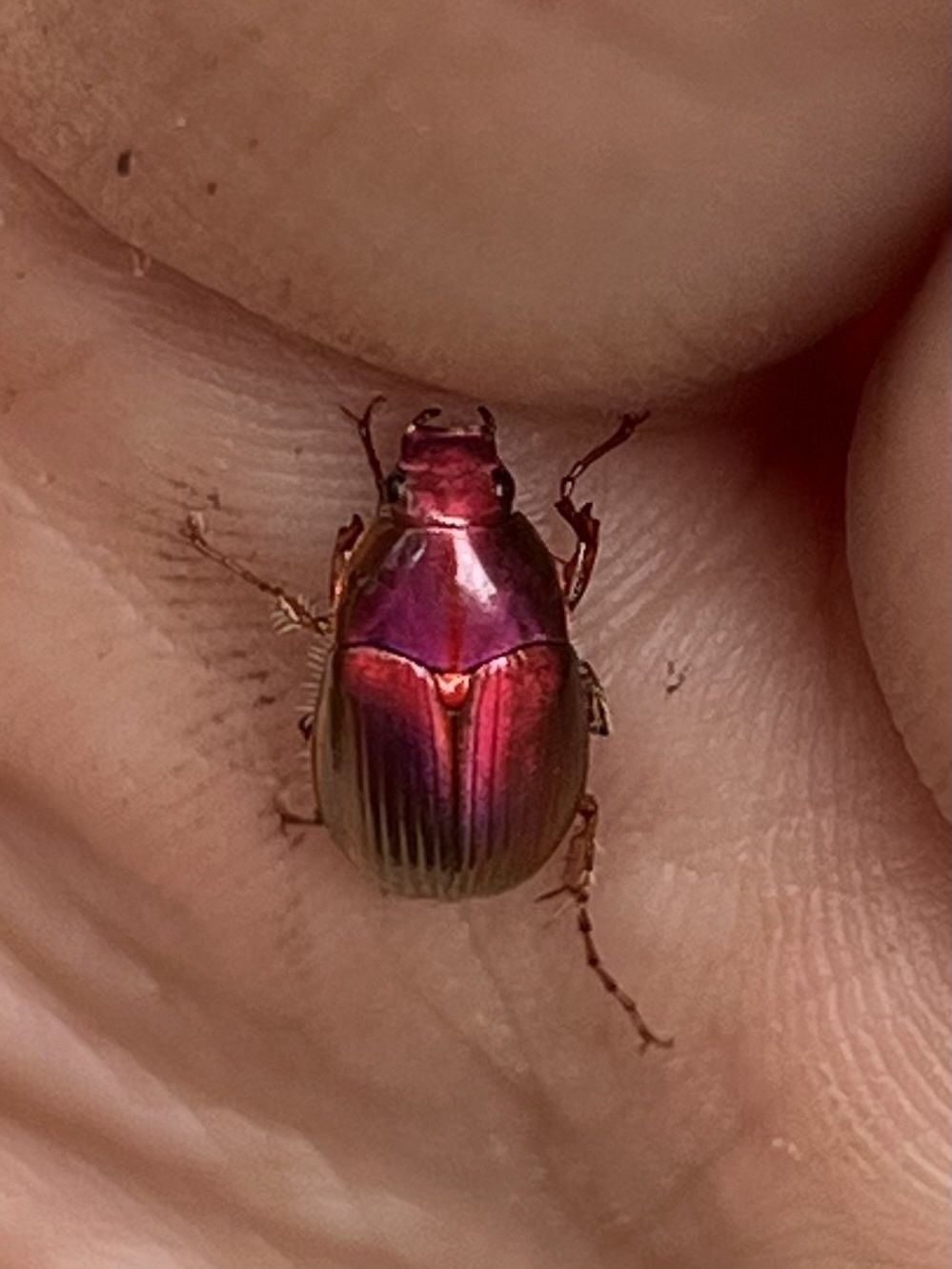 Pyronota