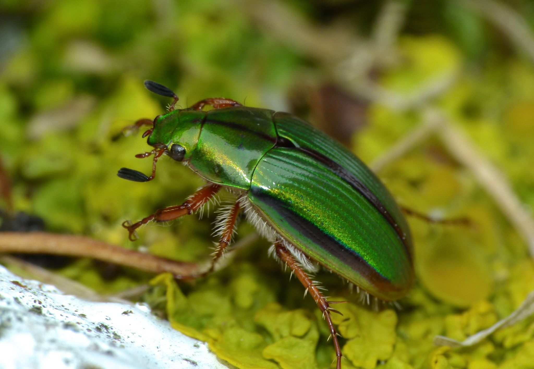 Pyronota