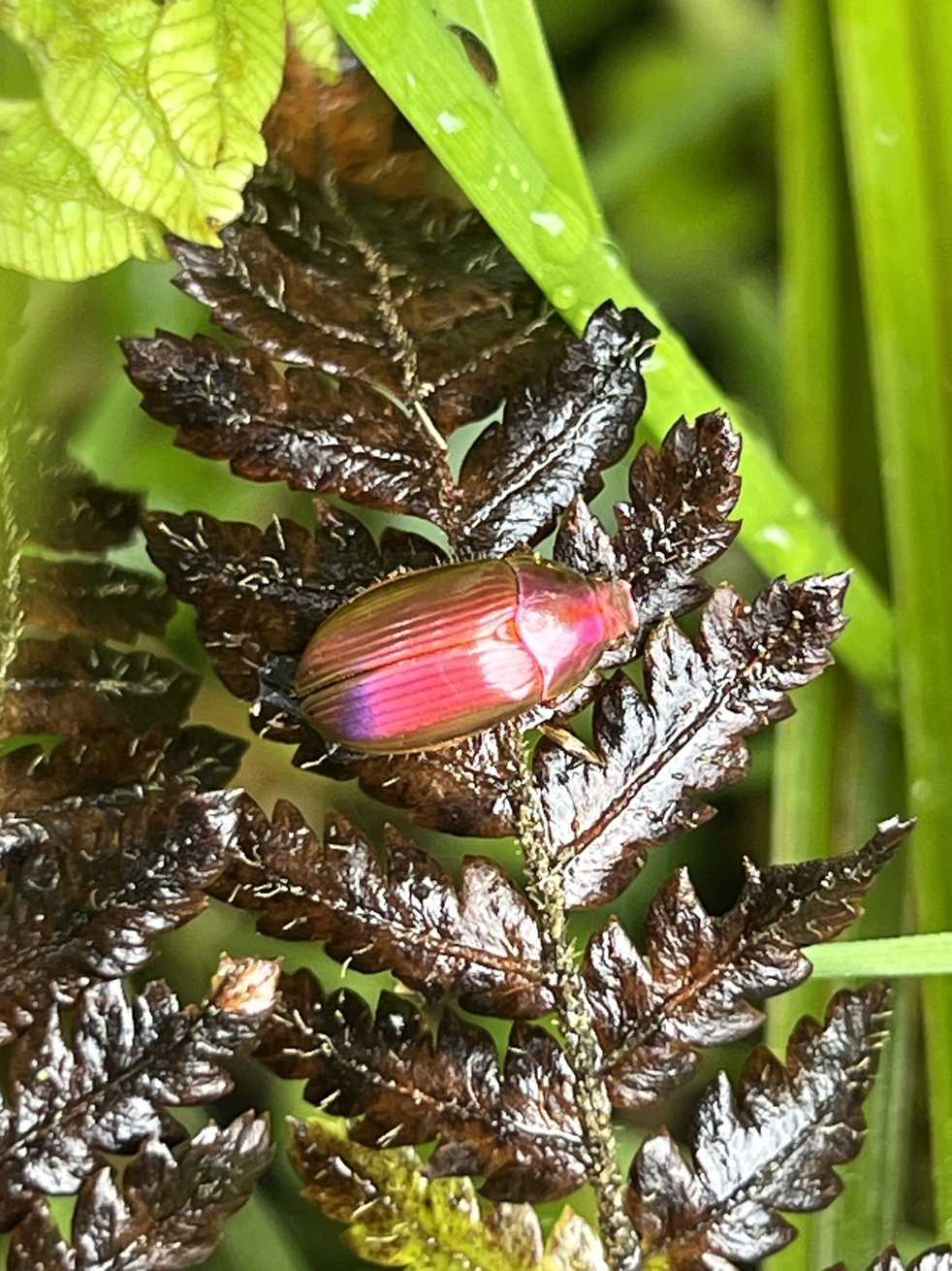 Pyronota