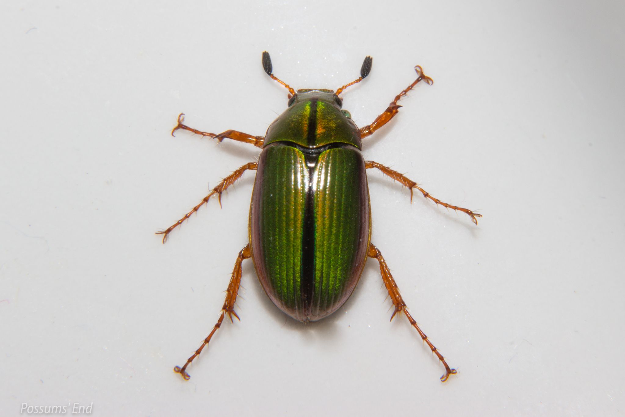 Pyronota