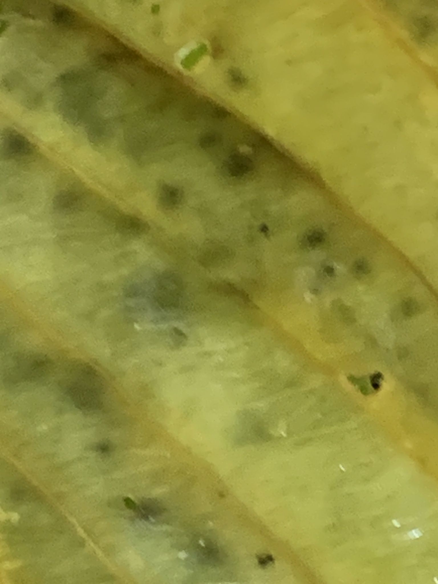 Cladosporium allii-cepae