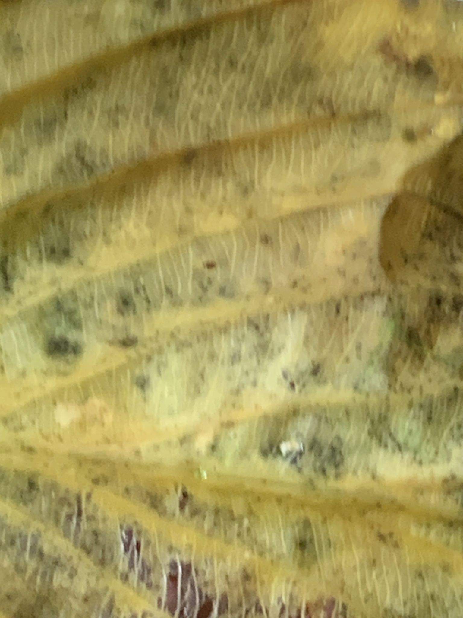 Cladosporium allii-cepae