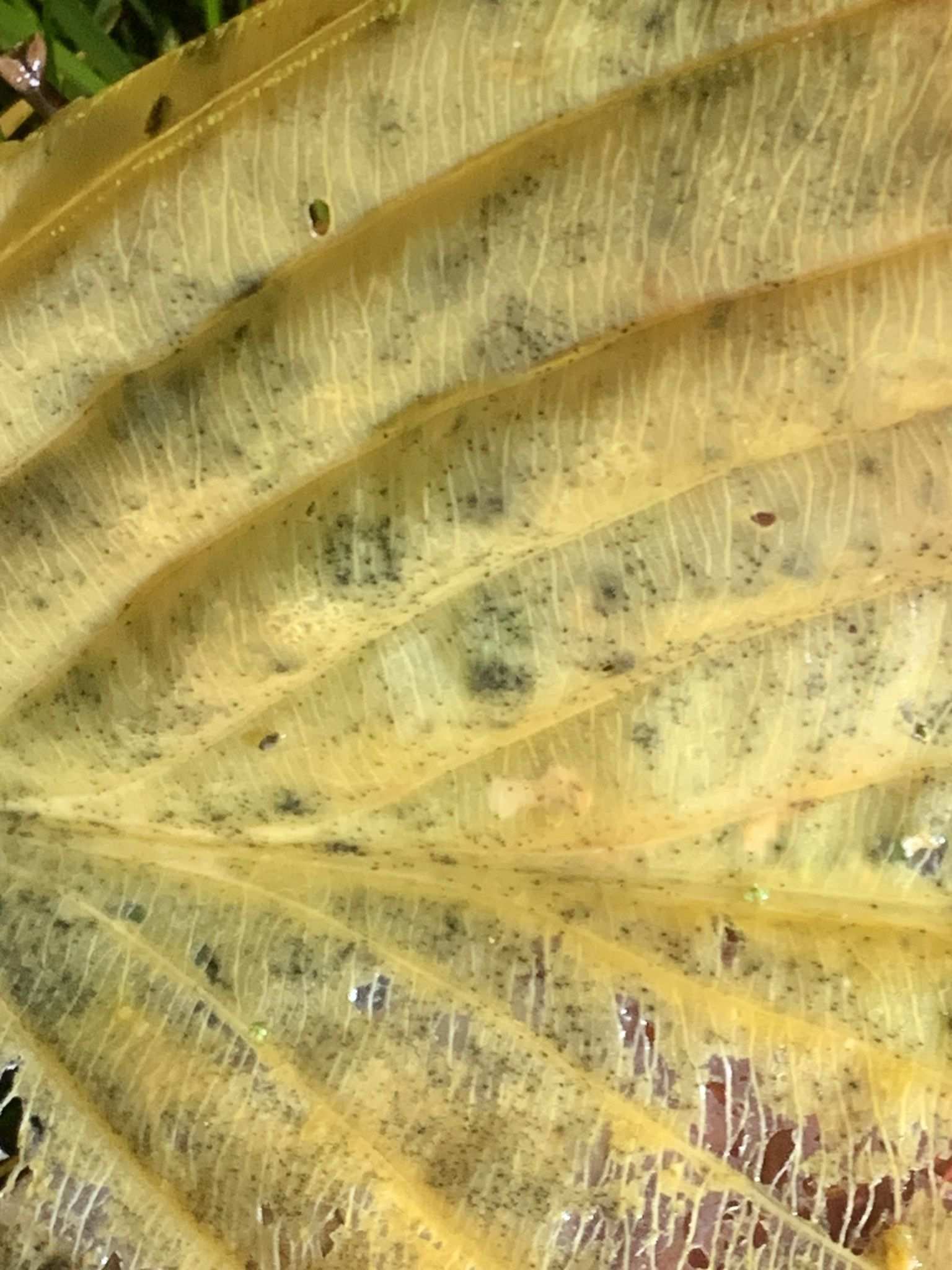 Cladosporium allii-cepae