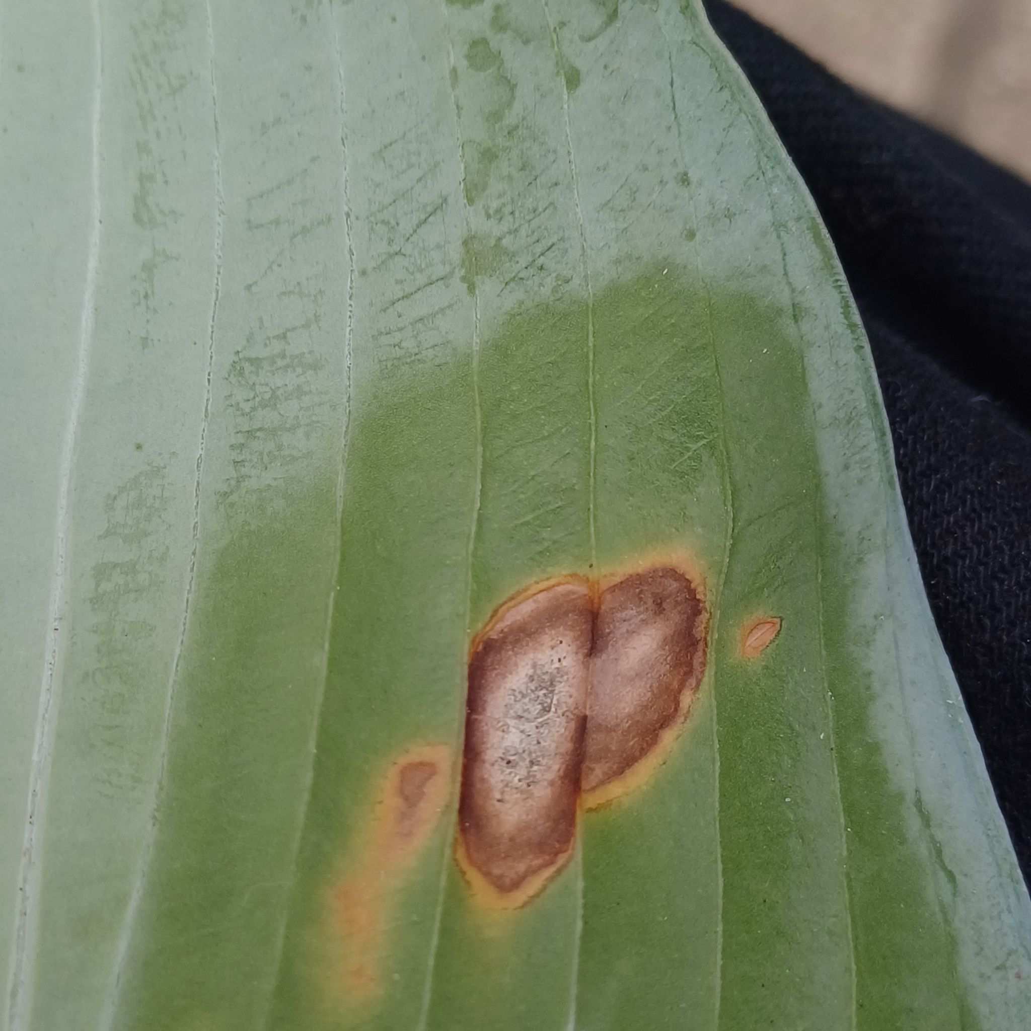 Cladosporium allii-cepae