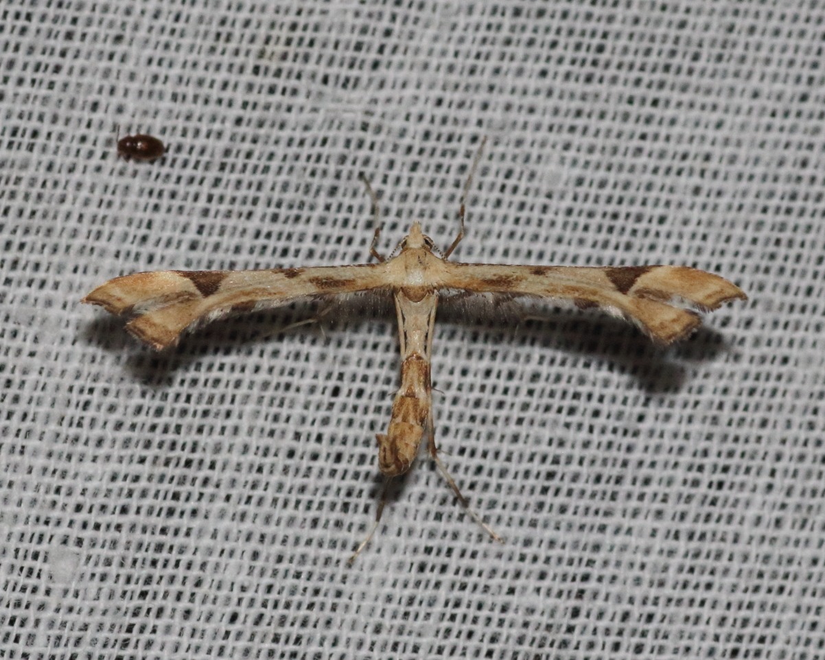 Platyptilia carduidactyla
