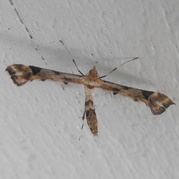 Platyptilia carduidactyla