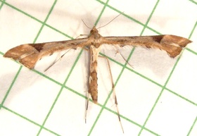 Platyptilia carduidactyla