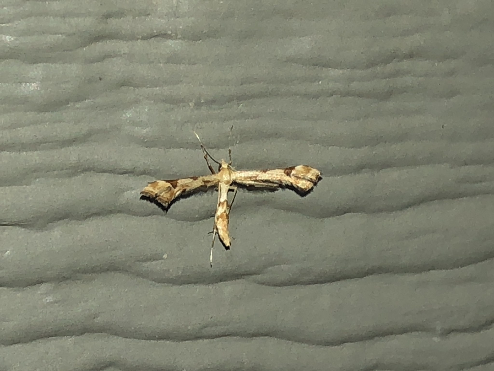 Platyptilia carduidactyla