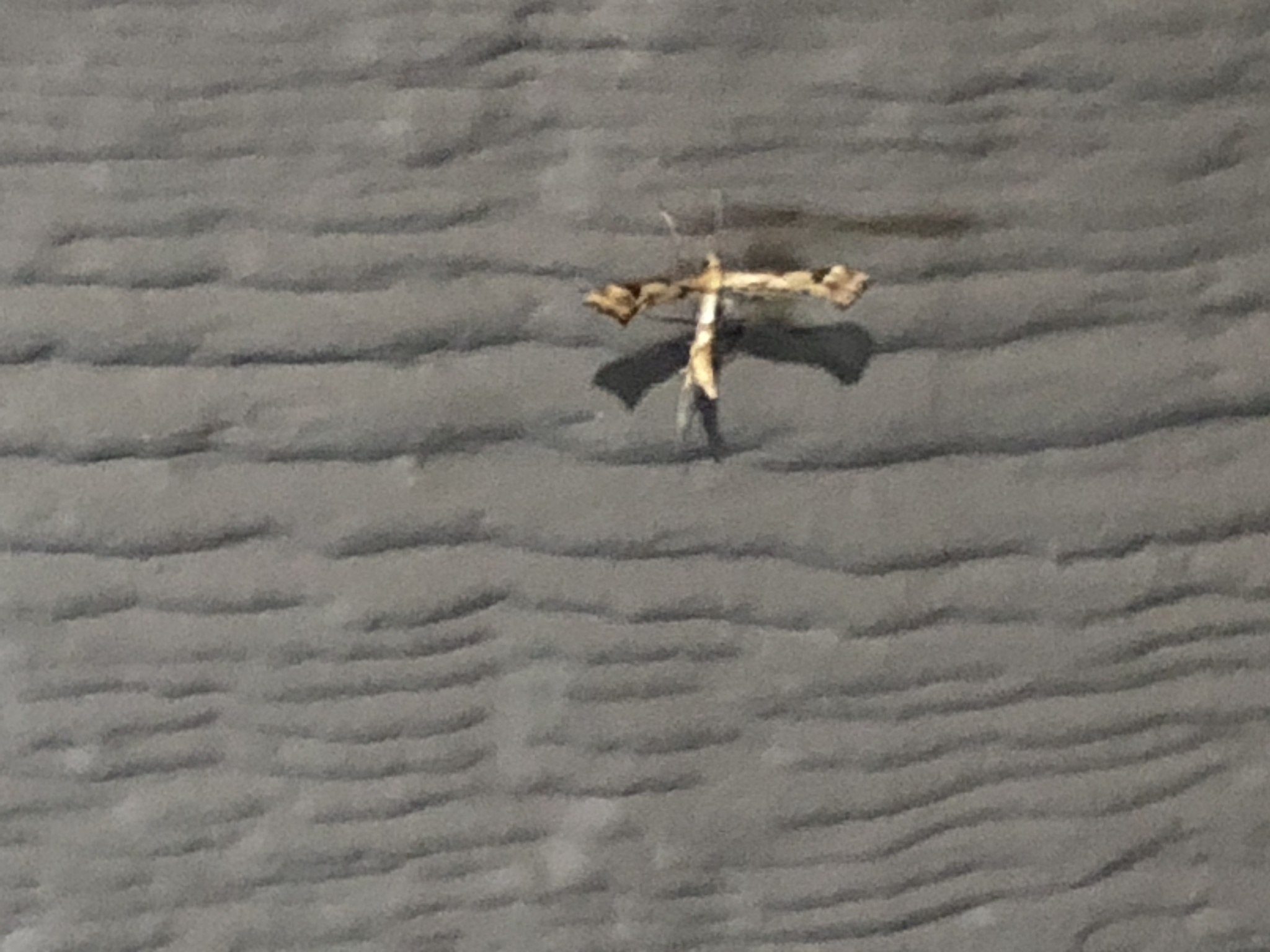 Platyptilia carduidactyla