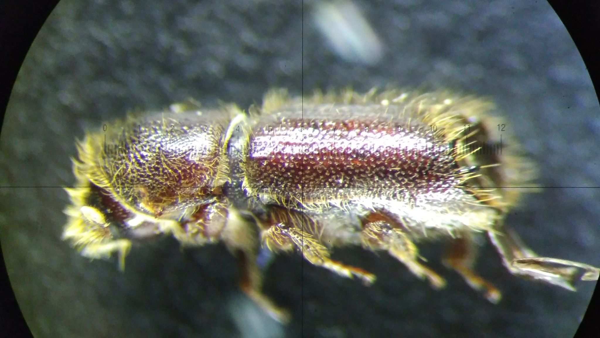 Pseudips mexicanus