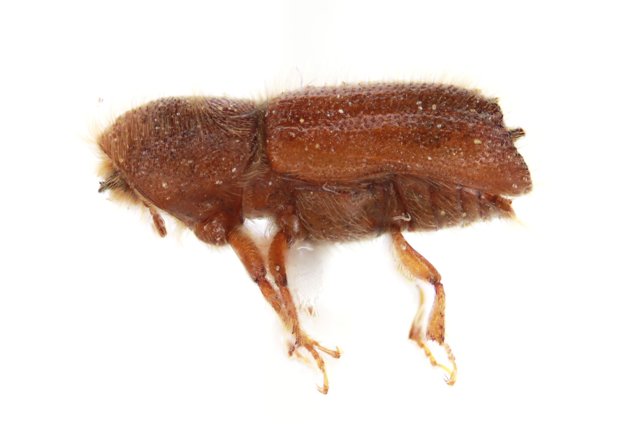 Pseudips mexicanus