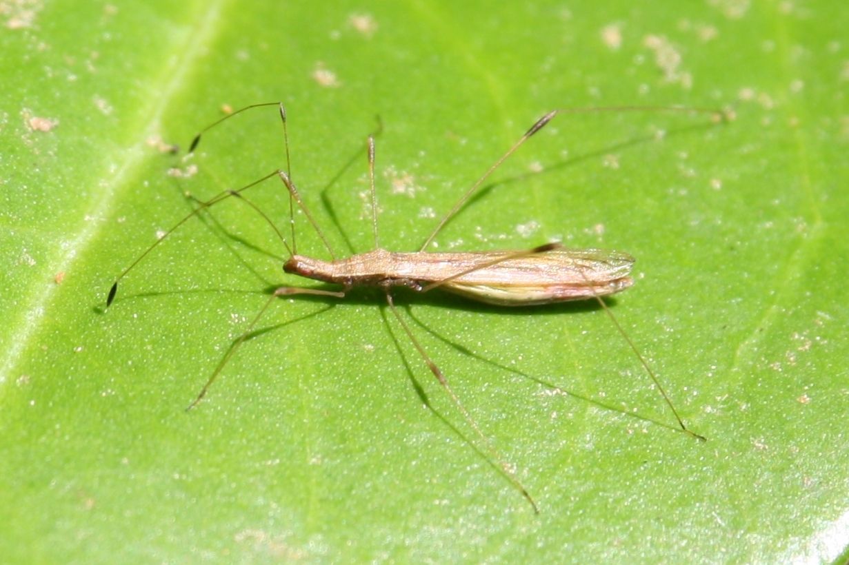 Neoneides