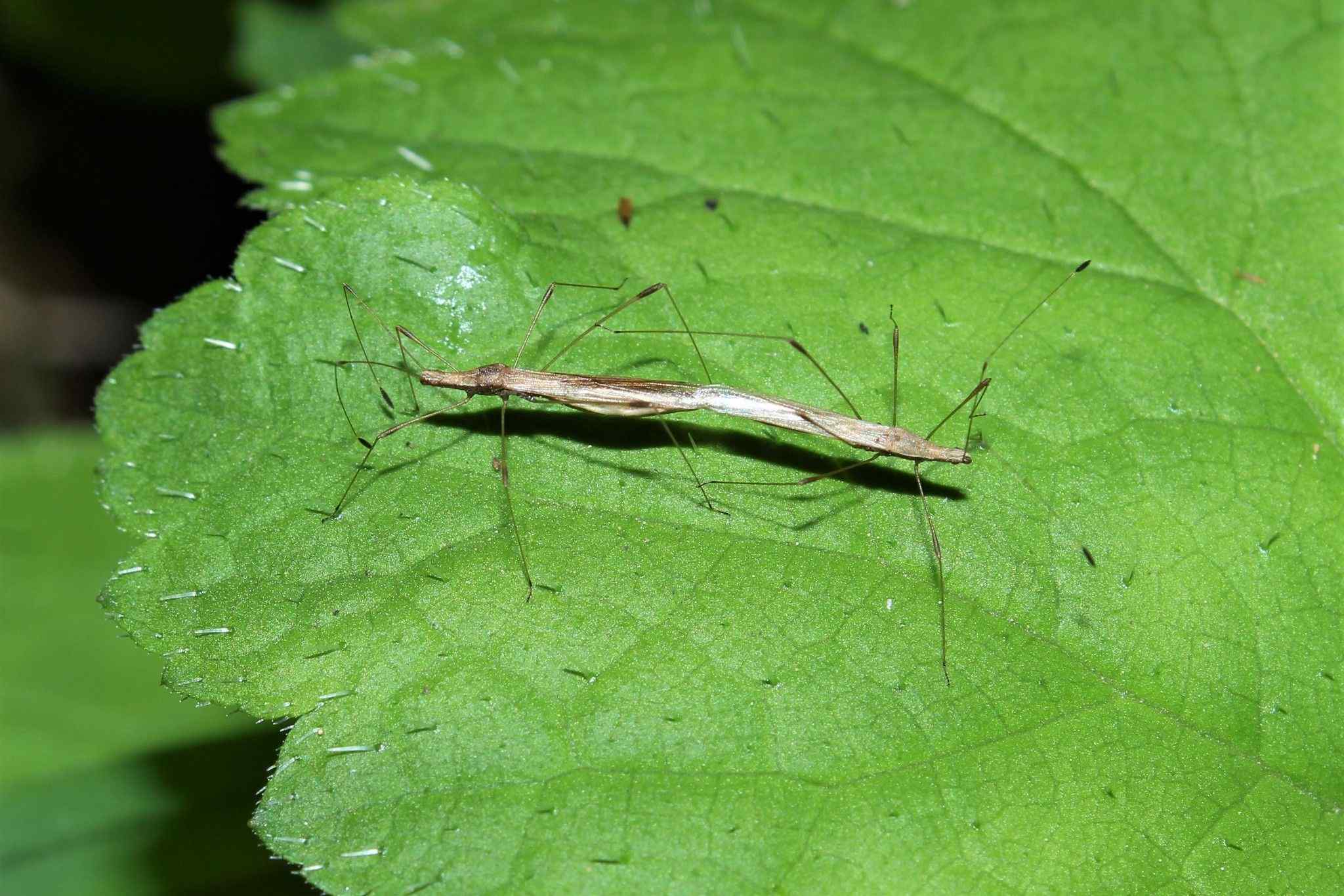 Neoneides