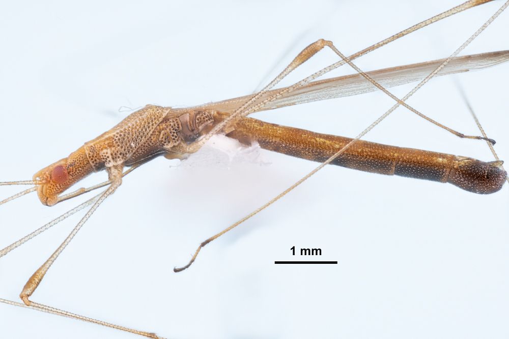 Neoneides