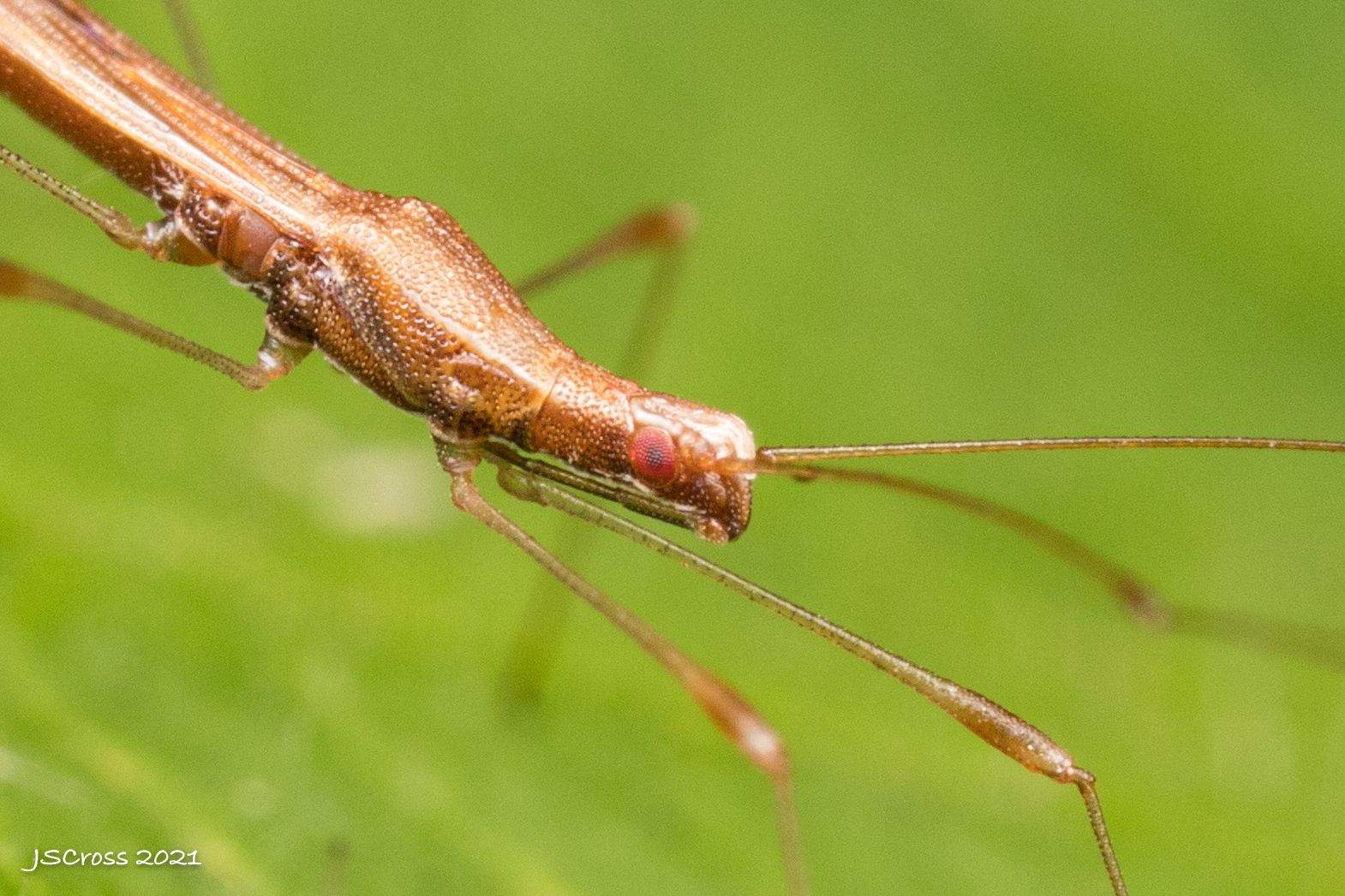 Neoneides