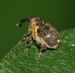 Nedyus quadrimaculatus