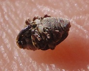 Nedyus quadrimaculatus