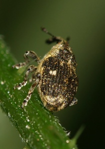 Nedyus quadrimaculatus