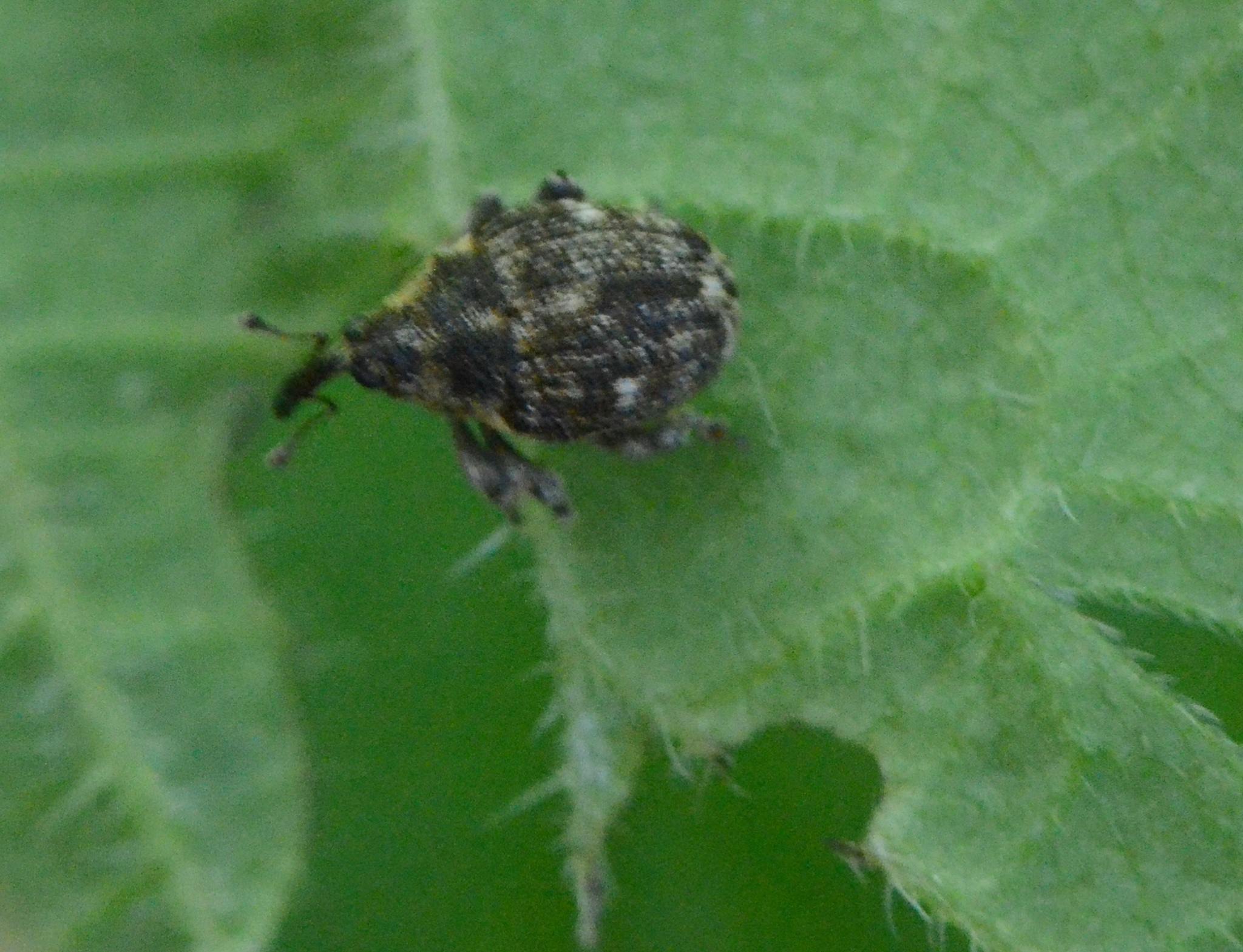 Nedyus quadrimaculatus
