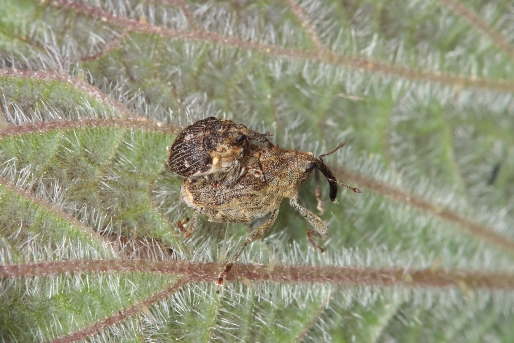 Nedyus quadrimaculatus