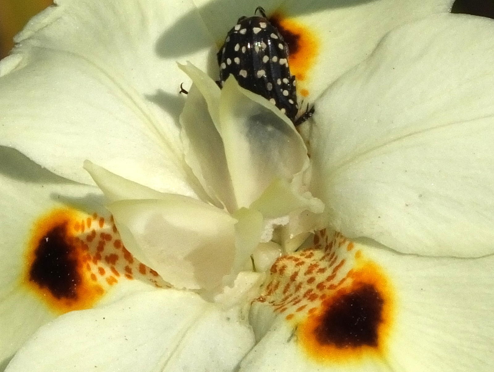 Moraea