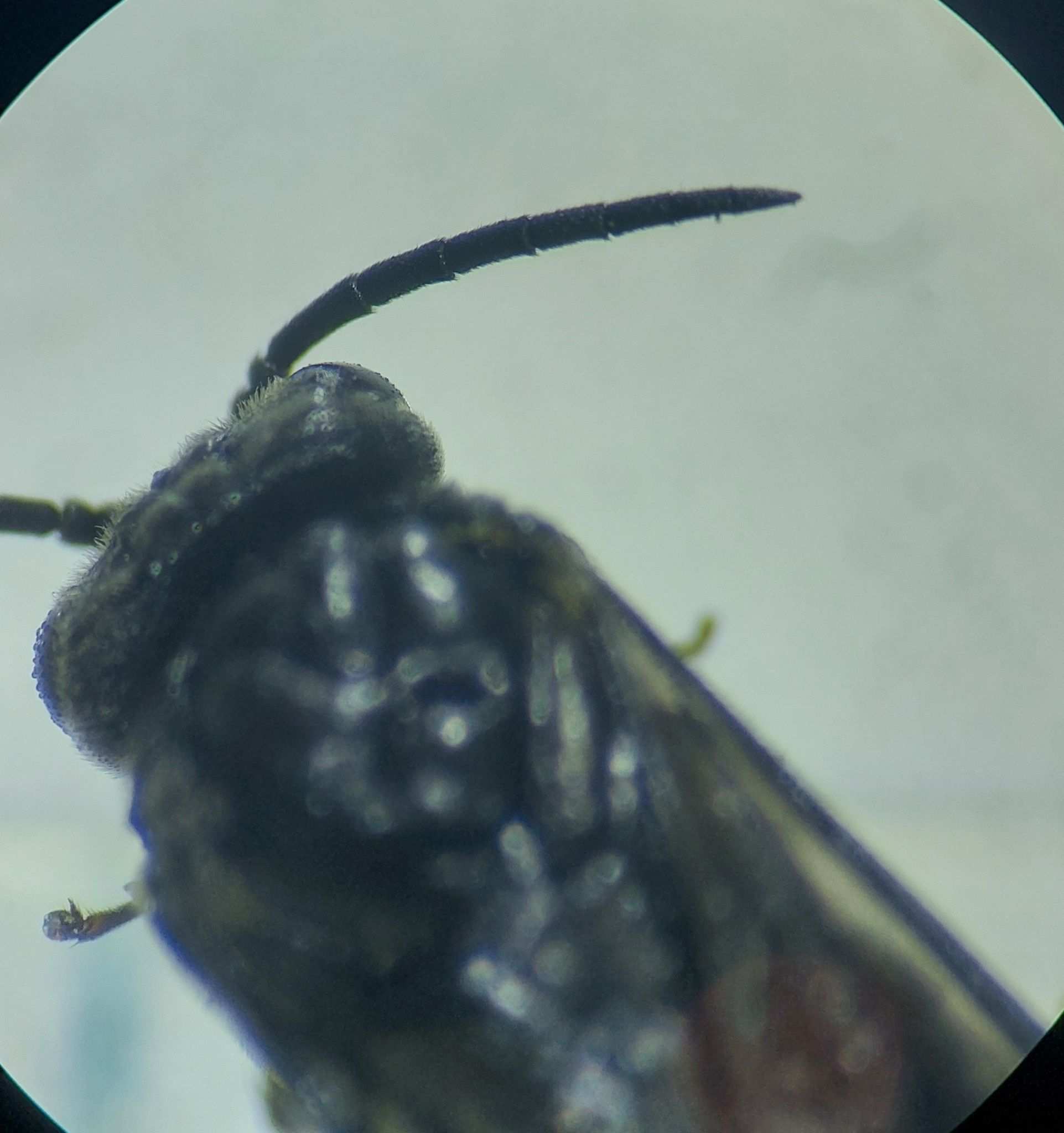 Ardis sulcata