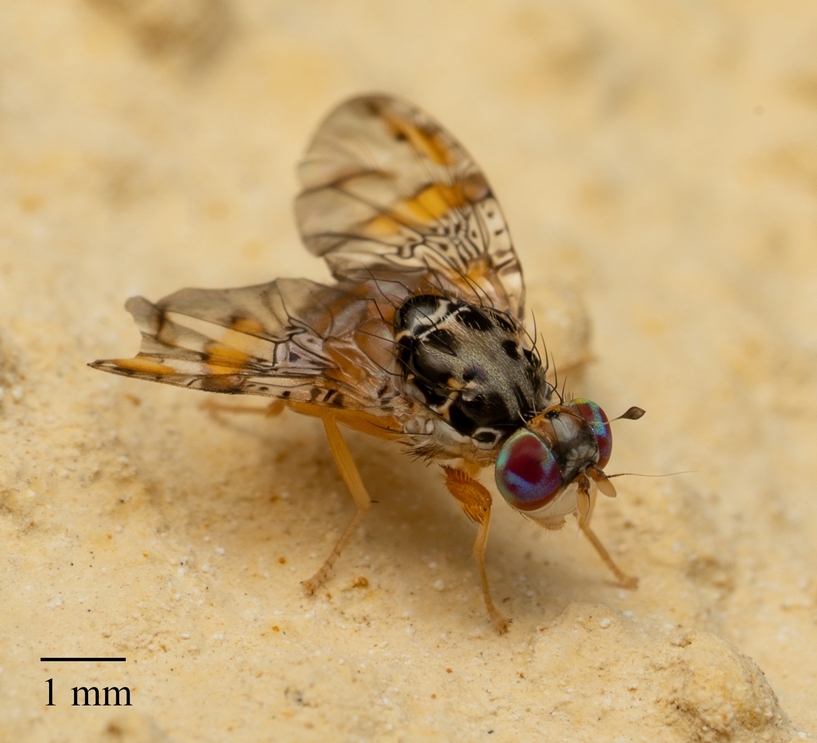 Ceratitis capitata