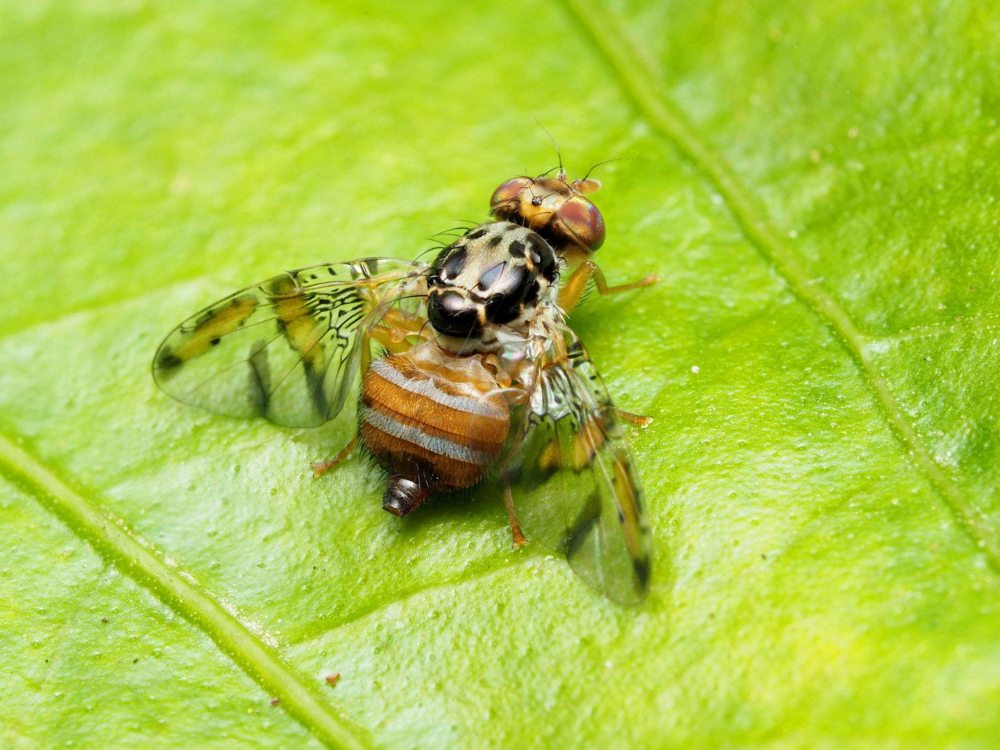 Ceratitis capitata