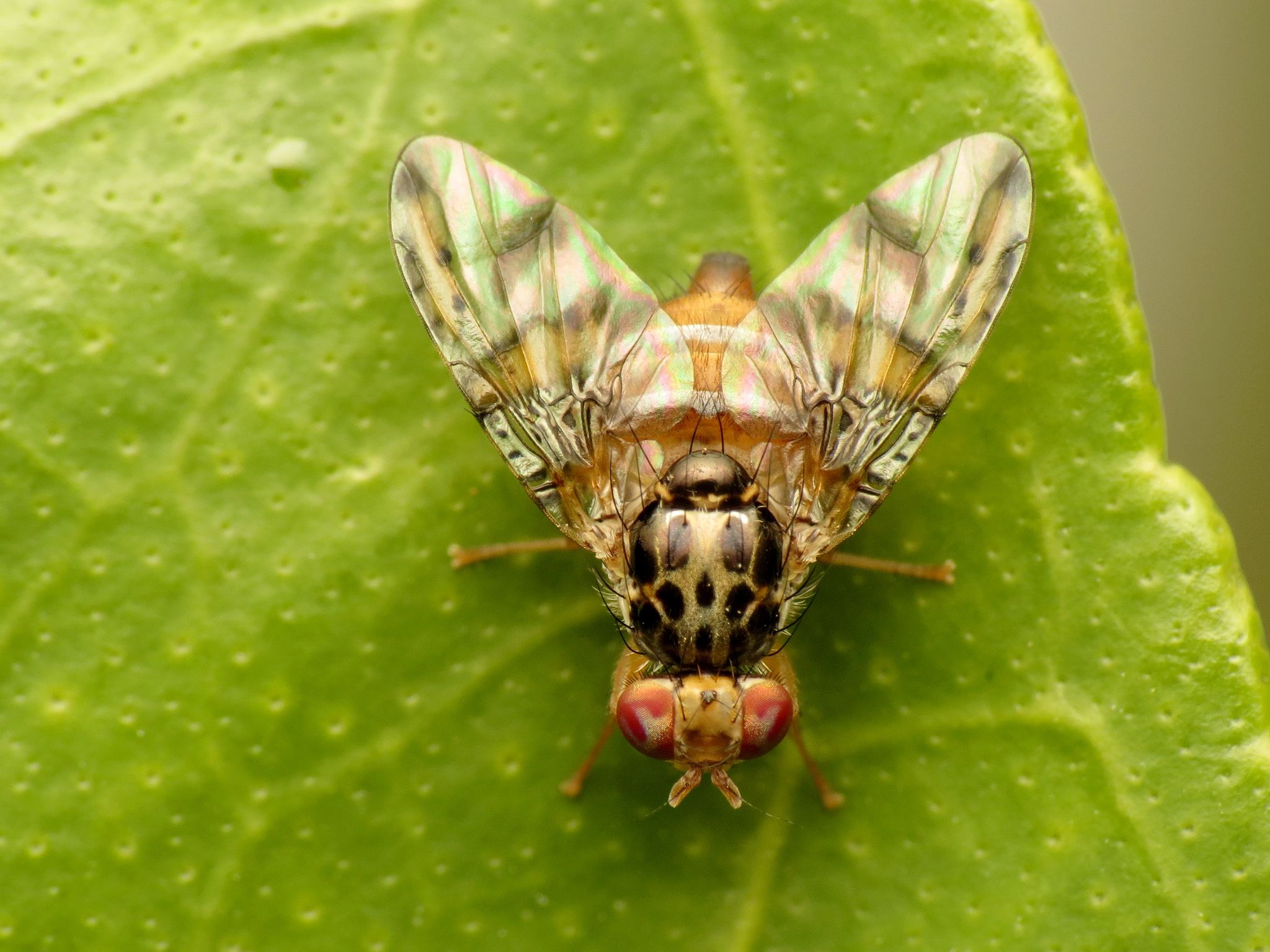 Ceratitis capitata