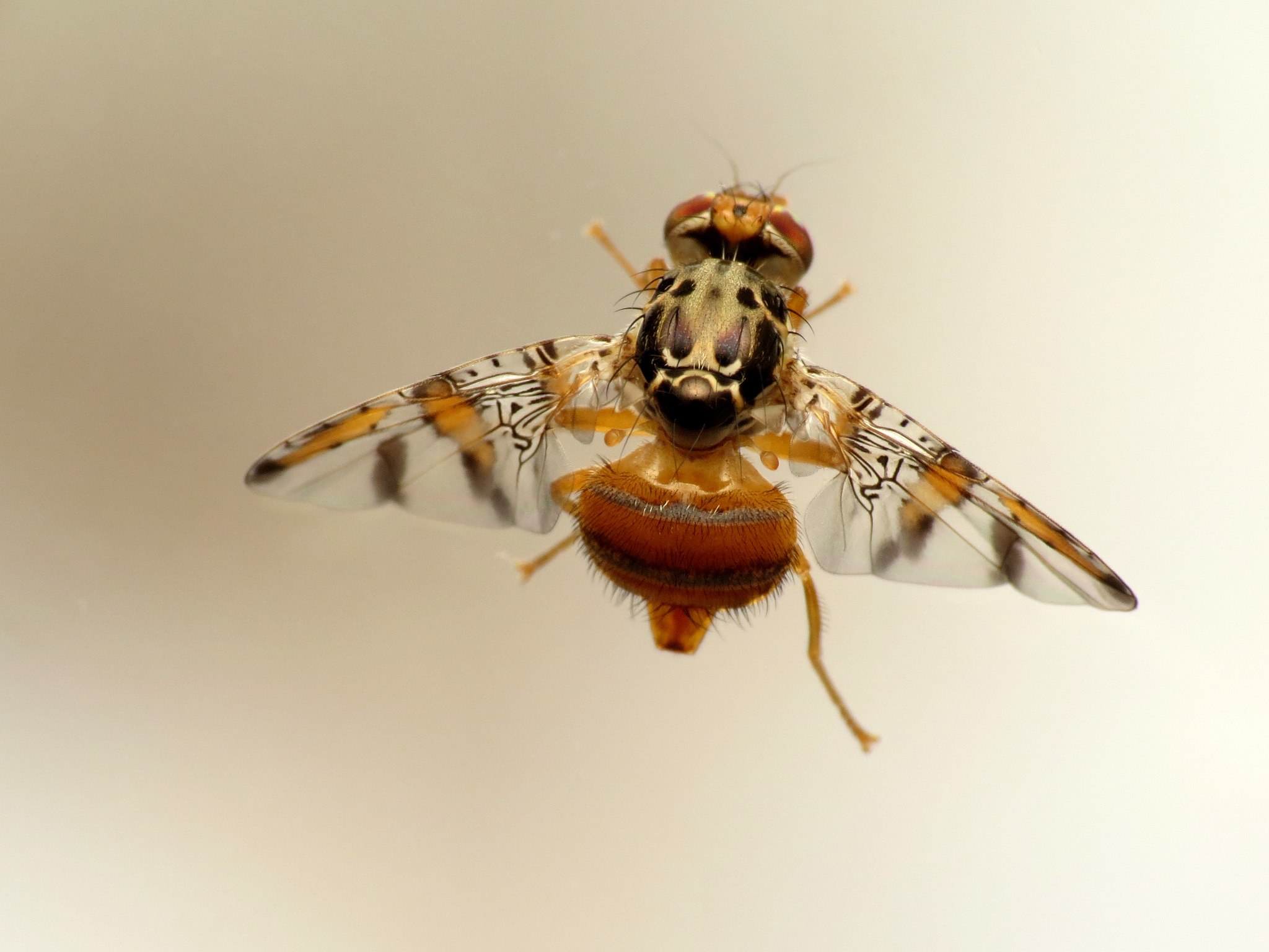 Ceratitis capitata