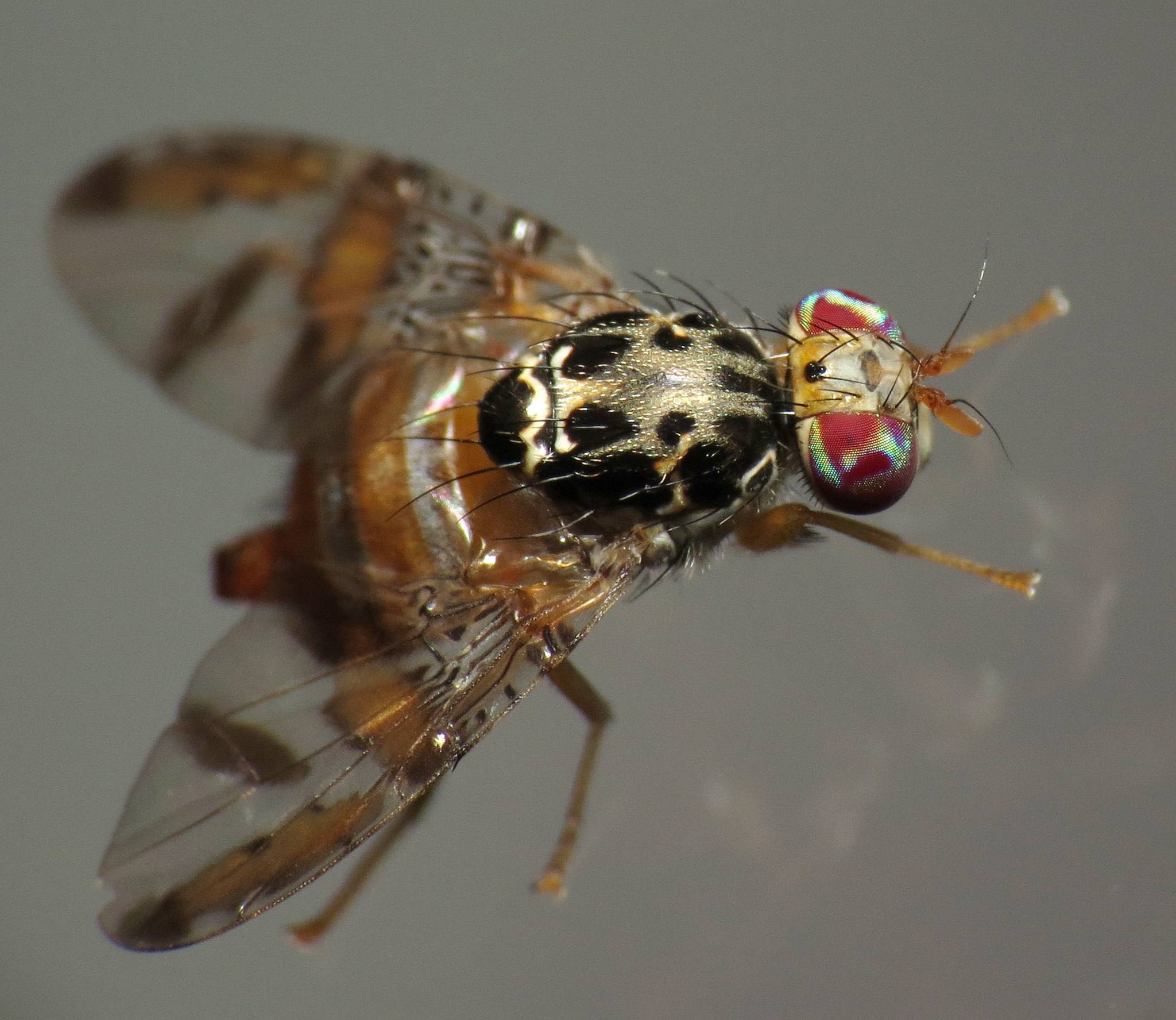 Ceratitis capitata