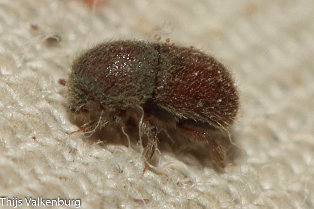 Dactylotrypes longicollis