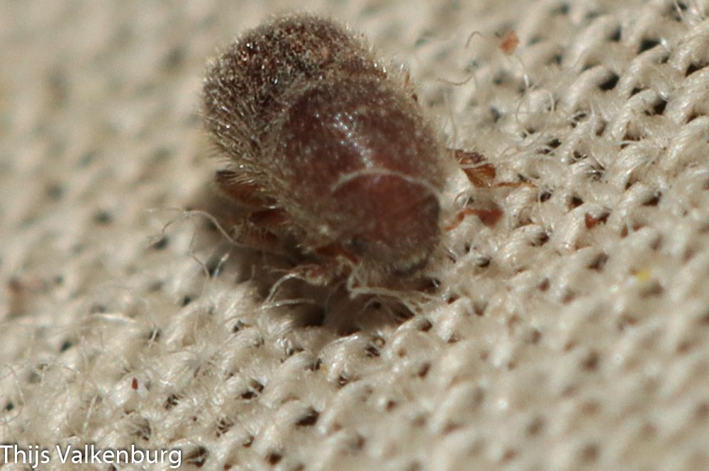Dactylotrypes longicollis