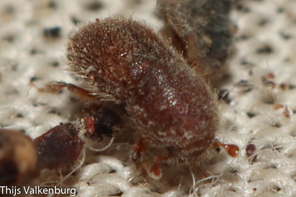 Dactylotrypes longicollis