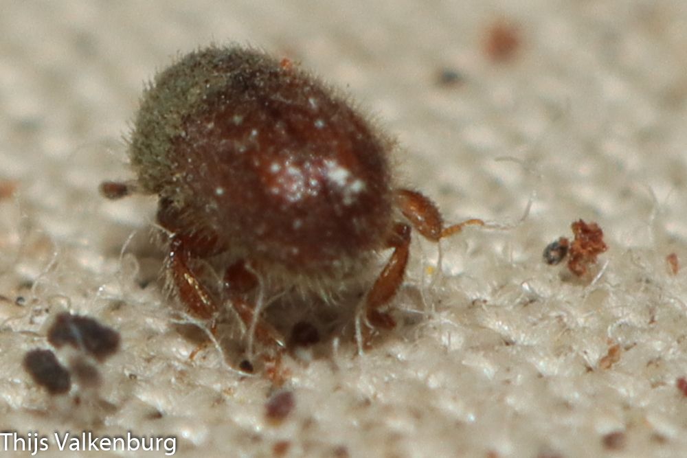 Dactylotrypes longicollis