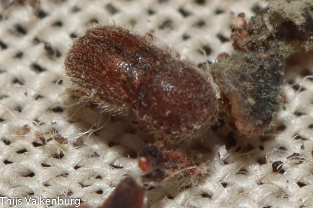 Dactylotrypes longicollis