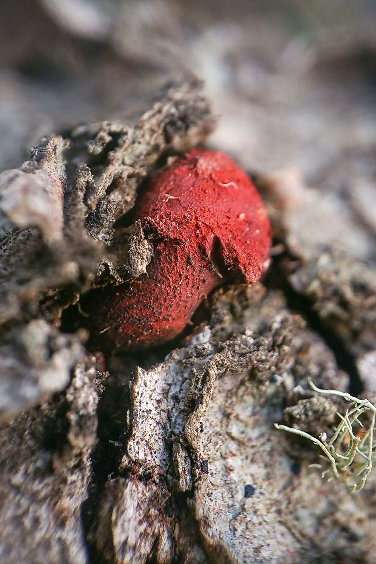 Endothiella